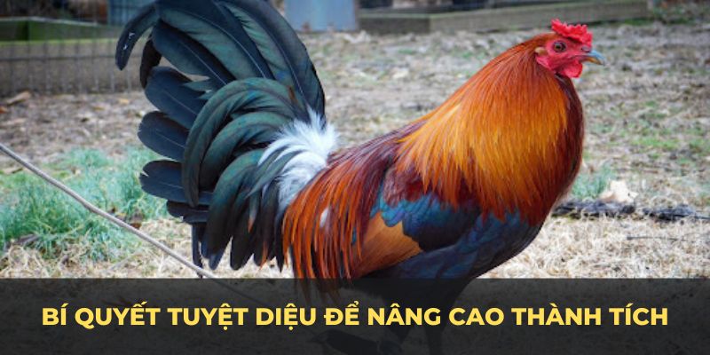 Áp dụng những bí quyết tuyệt diệu để lựa chọn màu mạng gà đá chuẩn và nâng cao thành tích của bạn