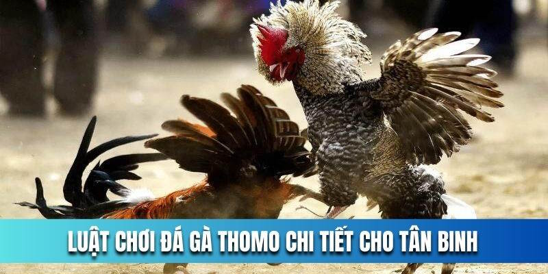 Đá gà thomo là loại hình giải trí sở hữu luật lệ rõ ràng