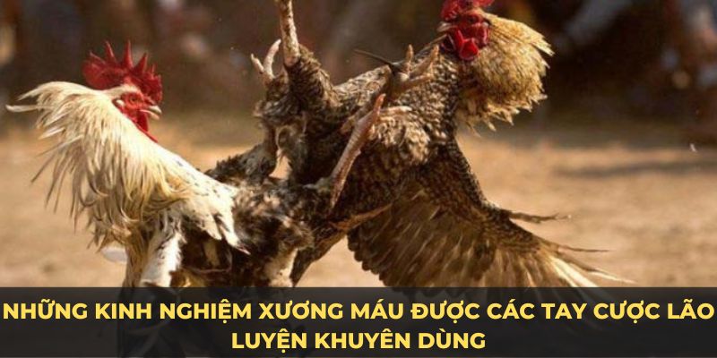 Những kinh nghiệm xương máu được các tay cược lão luyện khuyên dùng khi đặt cược tại sảnh đá gà trực tiếp c1