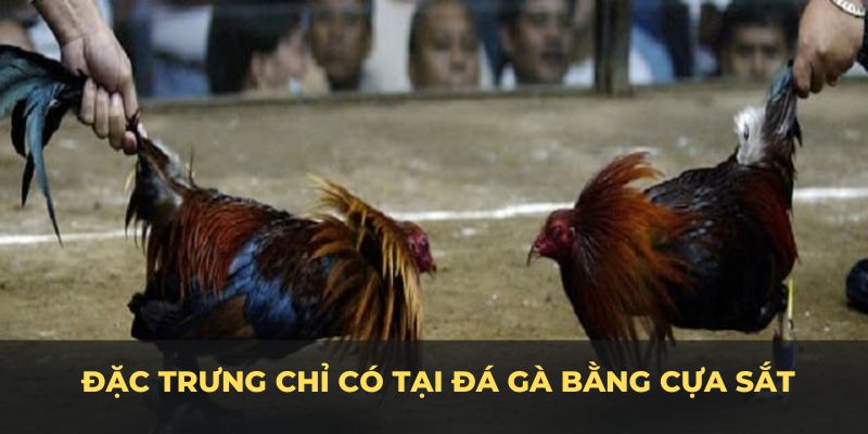 Những nét đặc trưng chỉ có tại đá gà cựa sắt Bj88