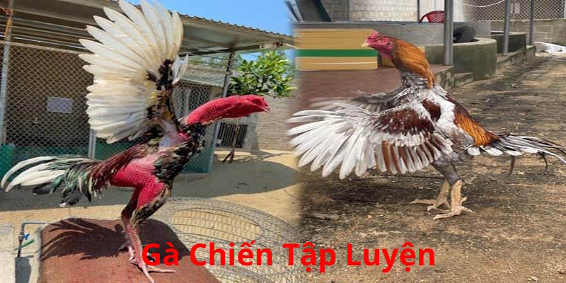 Chế độ rèn luyện phù hợp cho gà chiến