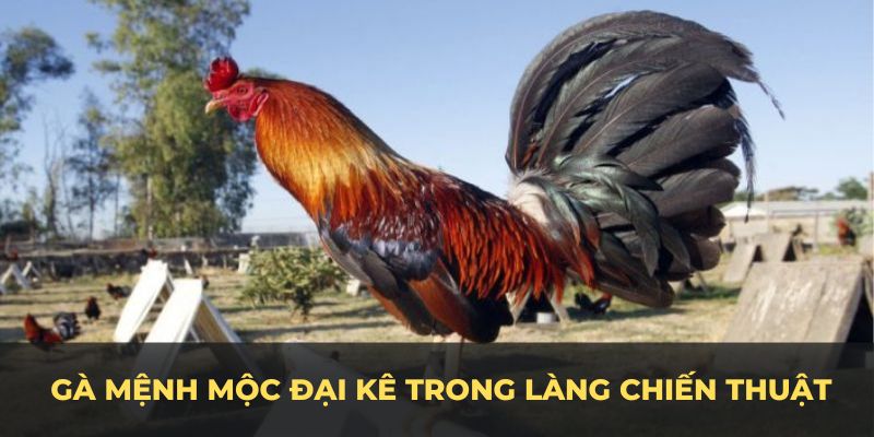 Gà mệnh Mộc được xem là đại kê trong làng chiến thuật màu mạng gà đá