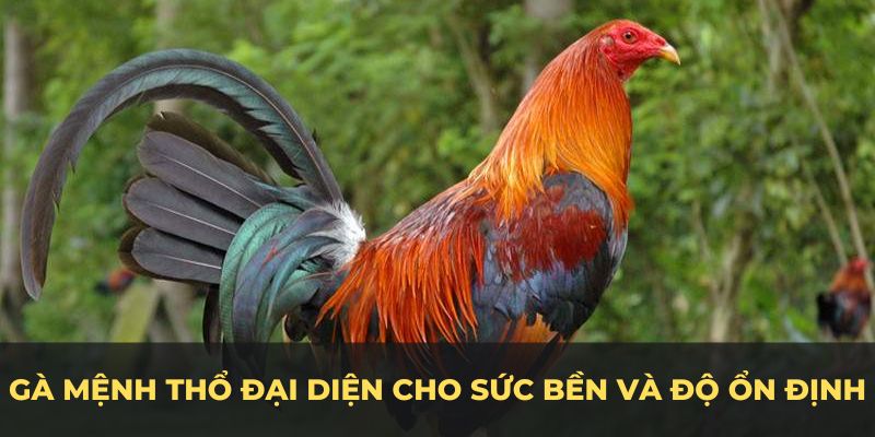 Các màu mạng gà đá thuộc mệnh Thổ đại diện cho sức bền và độ ổn định