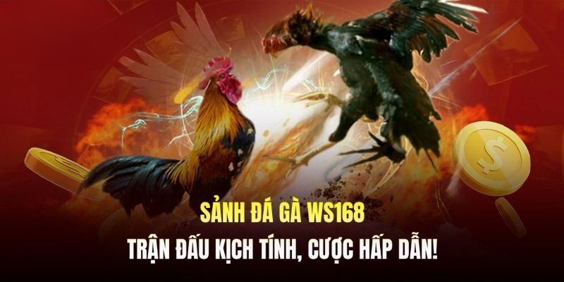 Tổng hợp kinh nghiệm khi tham gia cá cược đá gà tại sảnh ws168