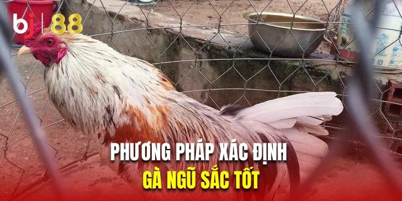 Một số phương pháp giúp anh em chiến sư kê xác định gà ngũ sắc