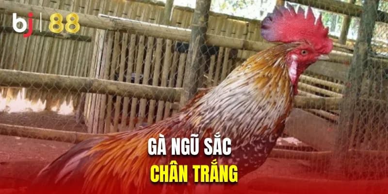 gà ngũ sắc chân trắng luôn nhận được sự đánh giá cao về khả năng thi đấu