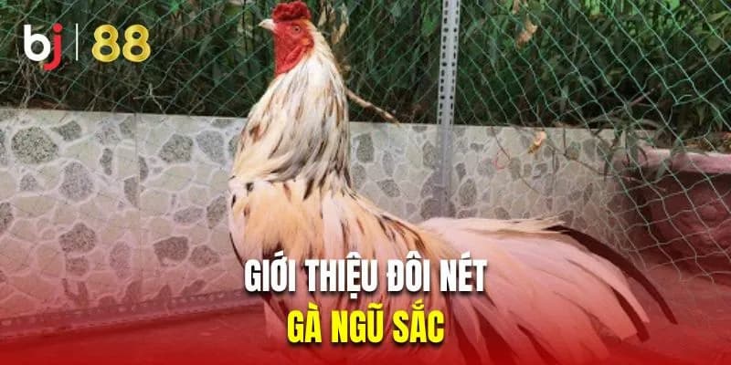 Gà ngũ sắc sở hữu rất nhiều nét đặc trưng nổi trội