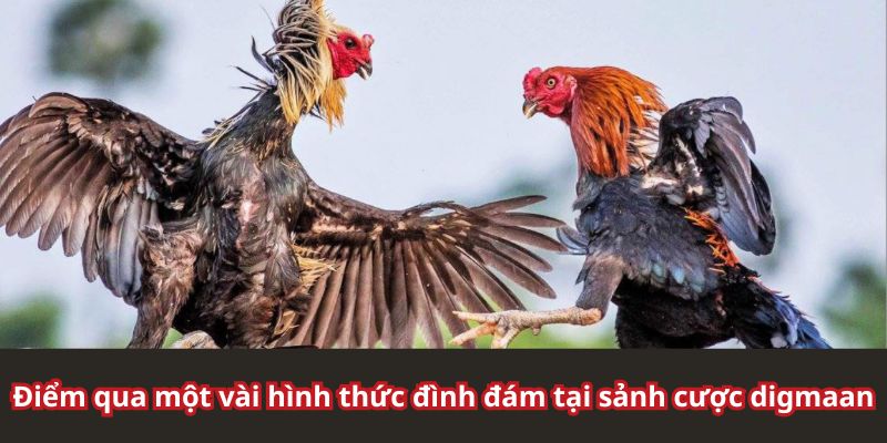 Sản phẩm nổi bật tại sảnh Digmaan cho anh em theo dõi