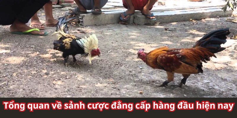 Tổng quan về sảnh Digmaan đẳng cấp hàng đầu hiện nay